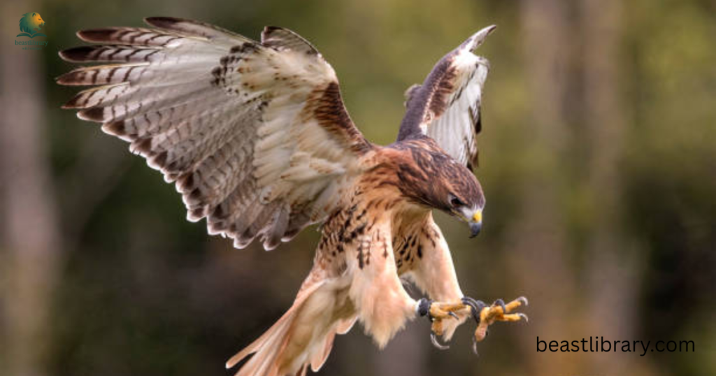 Hawk-Animals That Eat Squirrels