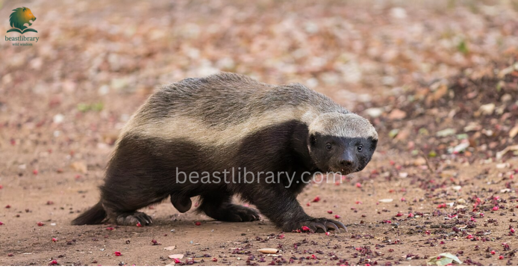 Grumpy Animals in The World- honey badger