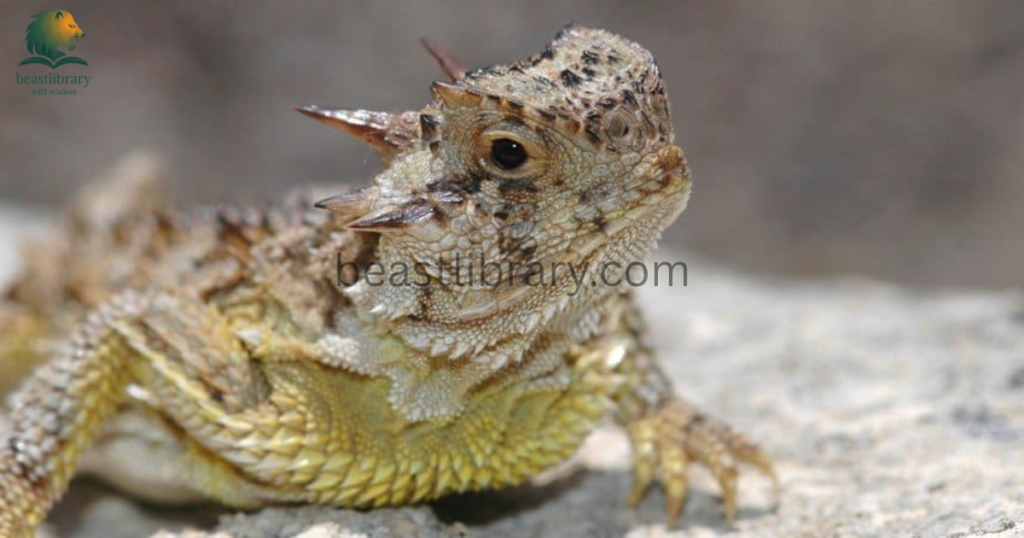 horned lizard- Animals With Lowest IQ