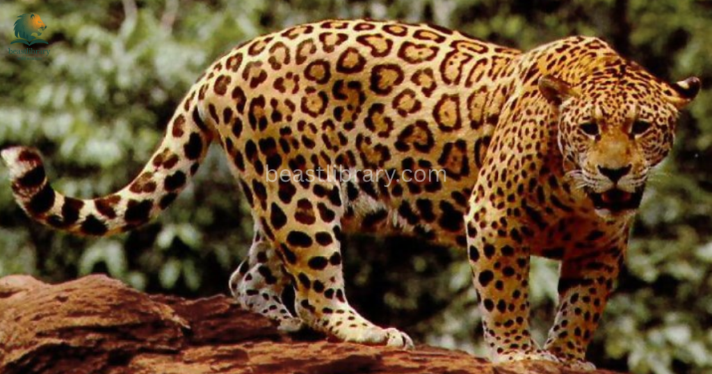 Animals That Eat Monkeys - jaguars