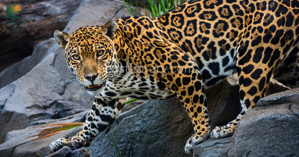 Grumpy Animals in The World- jaguar