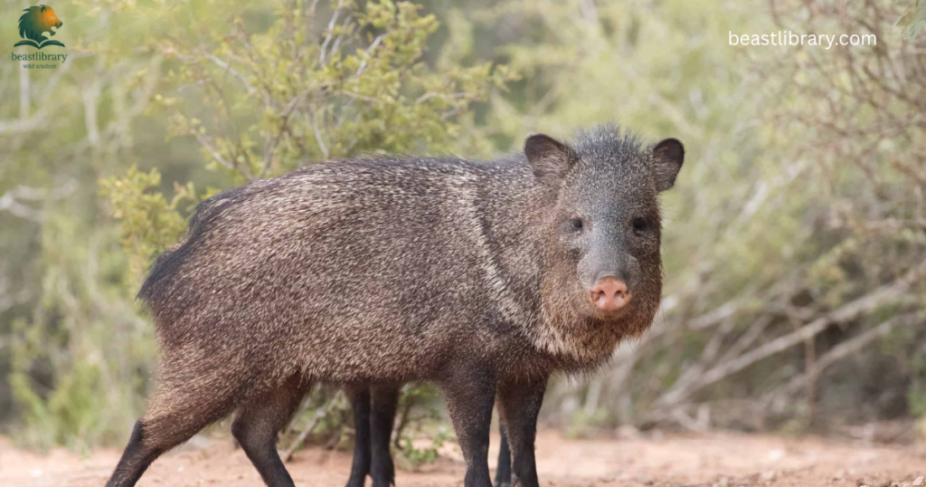 Animals That Eat Cactus-Javelinas