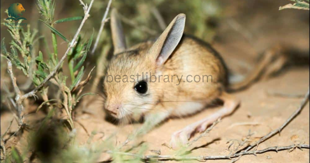 jerboas- Animals With Lowest IQ
