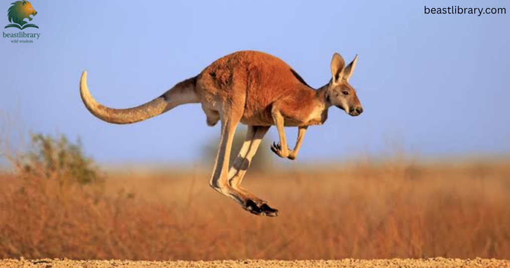 red kangaroo with long tail