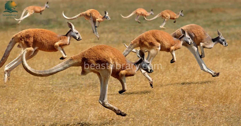 Grumpy Animals in The World- kangaroo