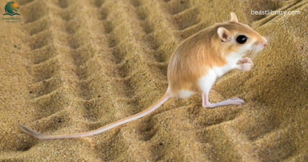 Animals That Eat Cactus-Kangaroo rats