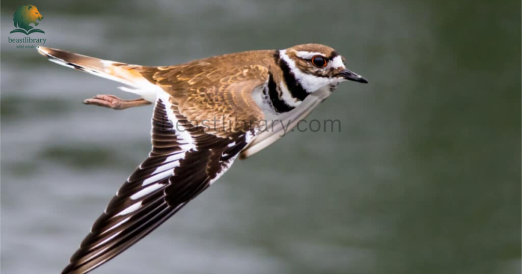 killdeer- Animals With Lowest IQ