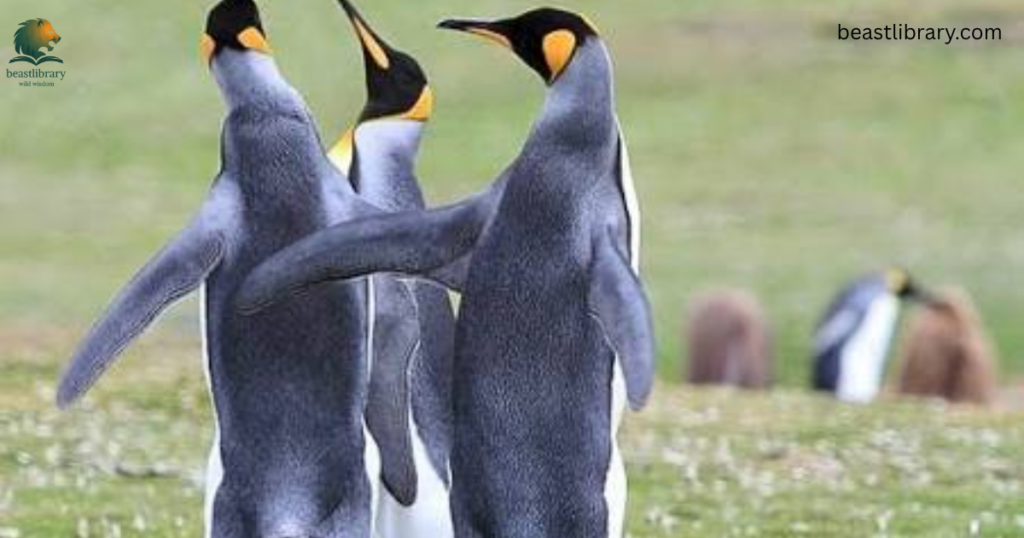 King penguin- Animals With Flippers