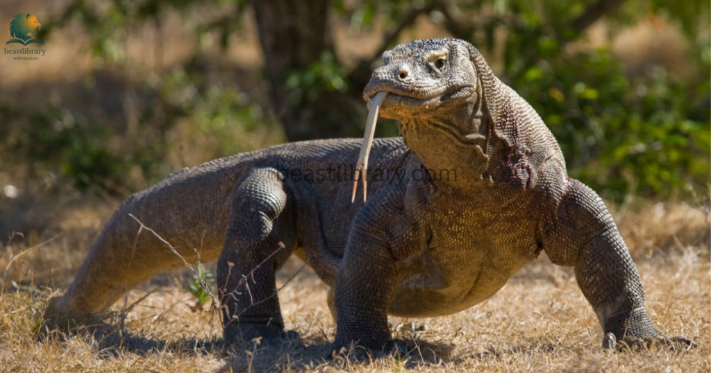 Animals That Eat Monkeys - komodo dragon