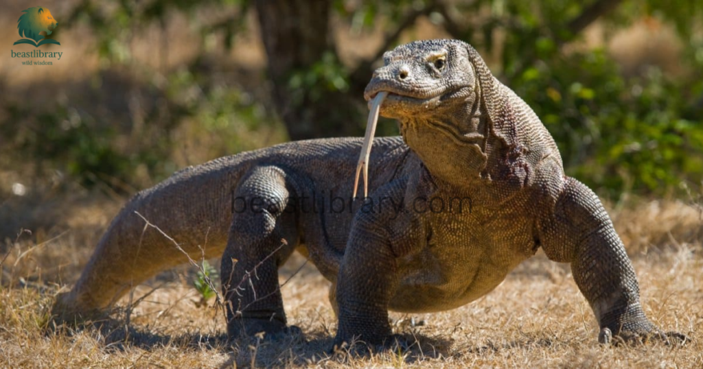 komodo dragon- Animals With Lowest IQ