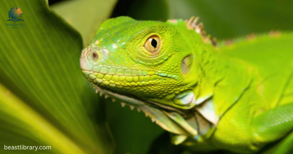 animals with scales