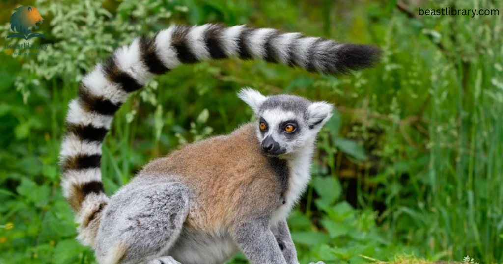 lemur with long tail