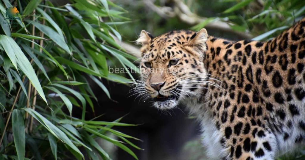 Animals That Eat Monkeys - leopard