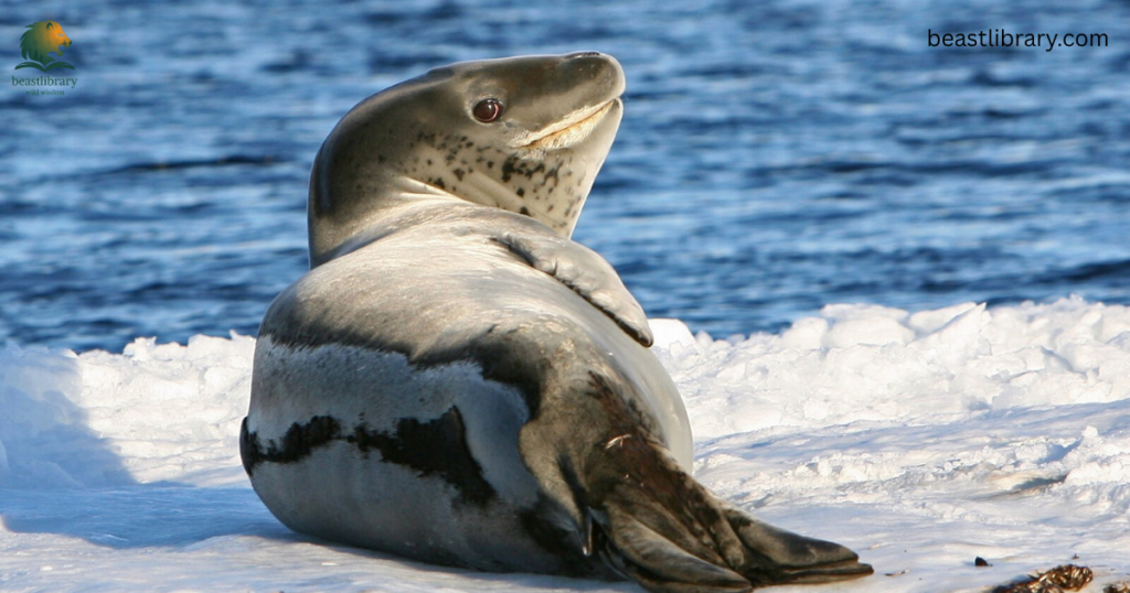 leopard seal- Animals With Flippers