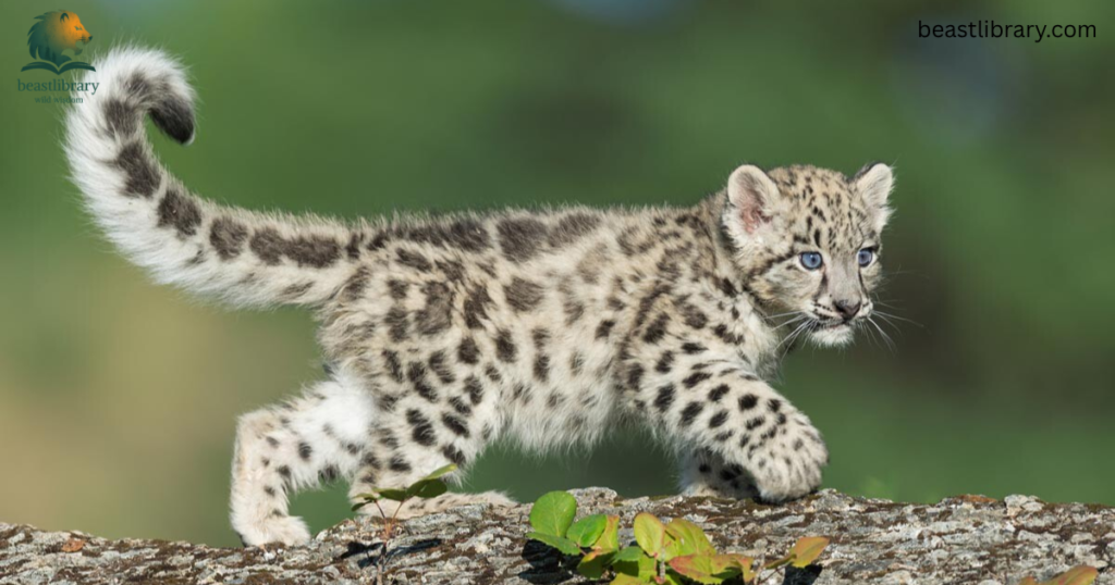 Leopard Whipary-Animals with Long Tail