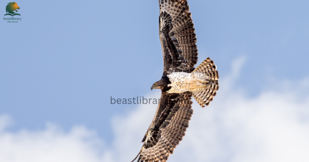 Animals That Eat Monkeys - martial eagle