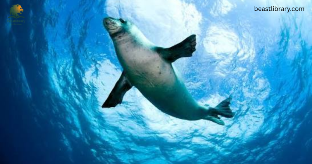monk seal- Animals With Flippers