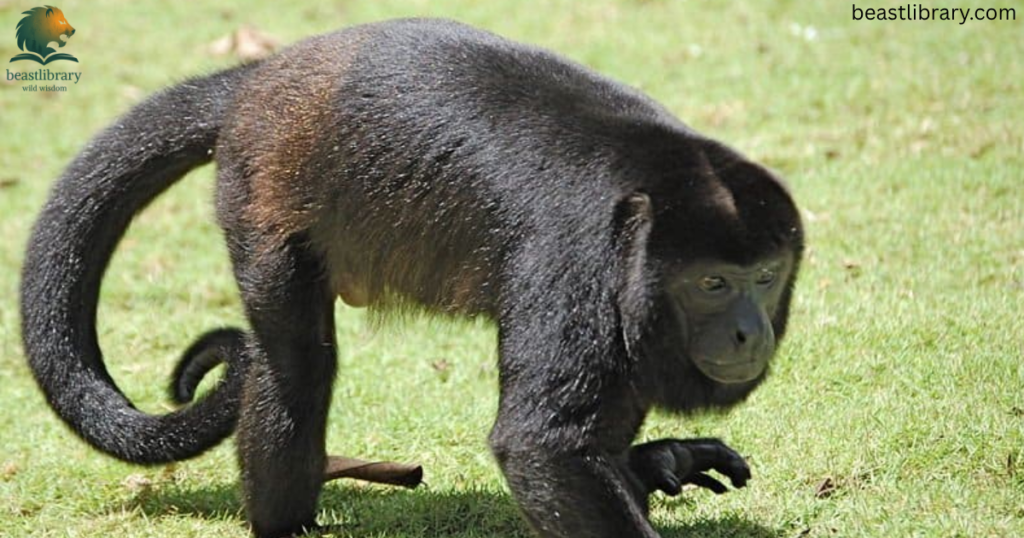 Howler Monkey-Animals with Long Tail
