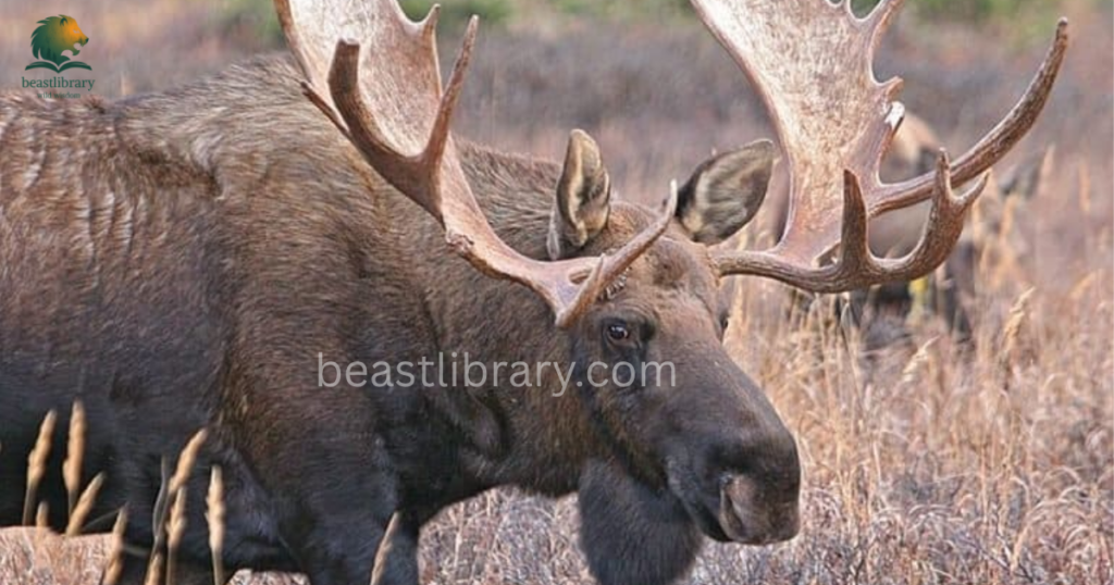 Grumpy Animals in The World- moose