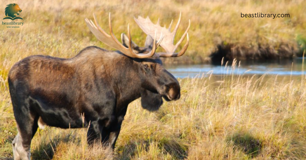 Animals With Long Legs-Moose