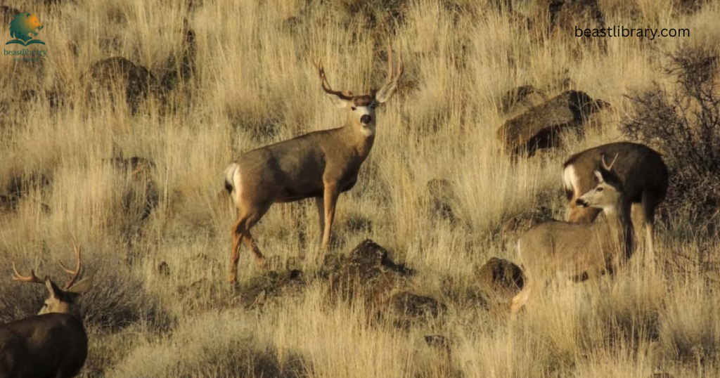 Mule deer- Animals That Eat Cactus