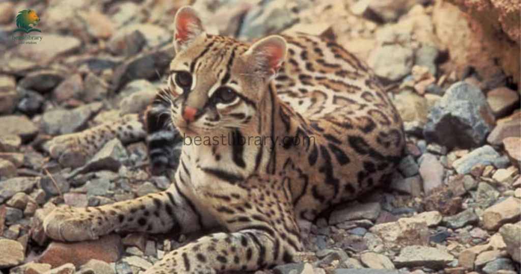 Animals That Eat Monkeys - ocelots