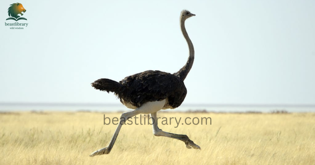 ostrich- Animals With Lowest IQ