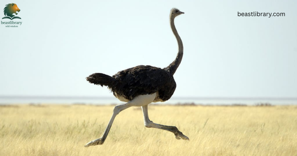 Animals With Long Legs-ostrich