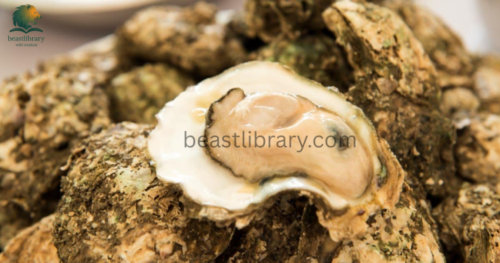 oysters- Animals With Lowest IQ