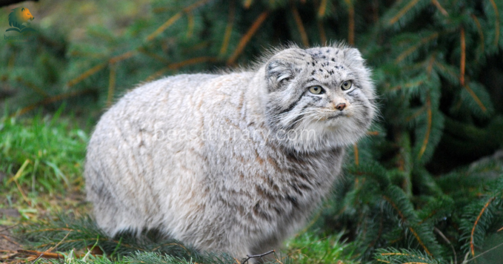 Grumpy Animals in The World- pallas cat