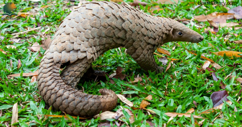 pangolin-Animals with Long Tail