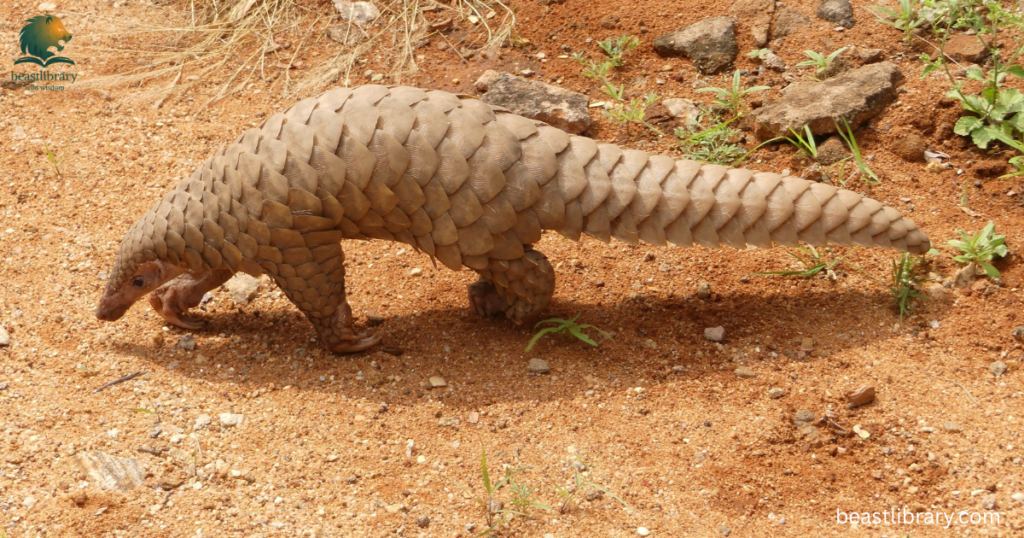 Animals With Scales