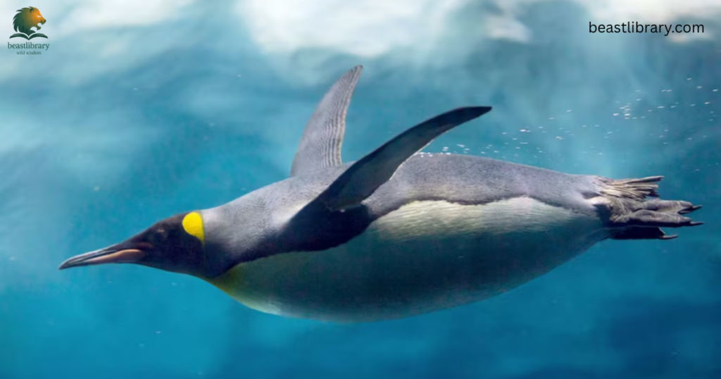 Penguin with flippers