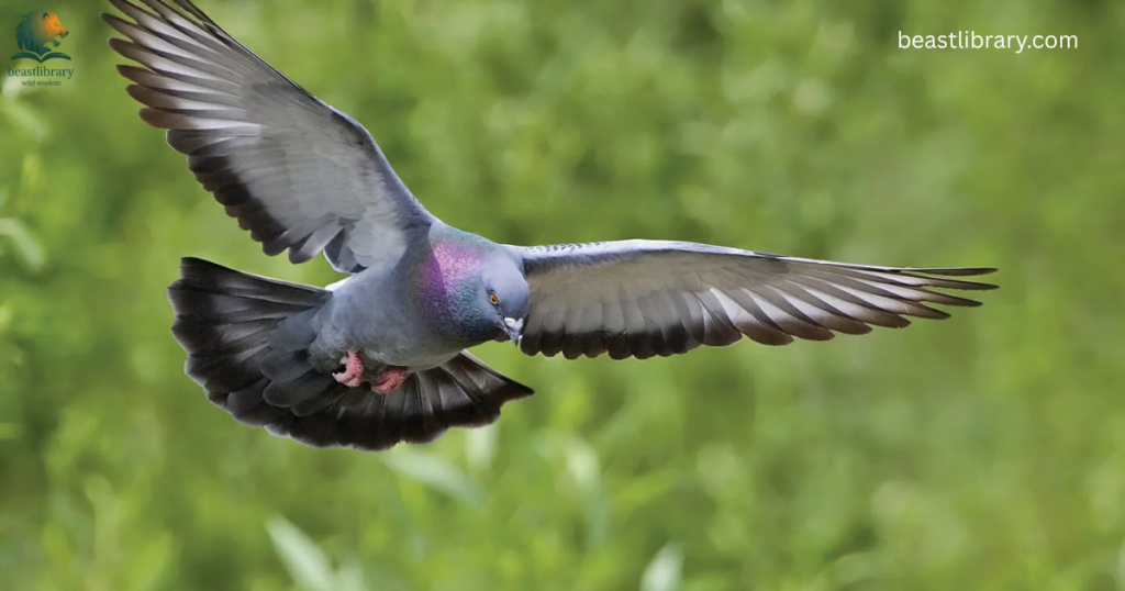 Pigeons- Dirtiest Animals in The World