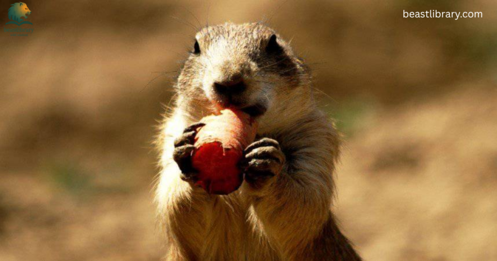 Animals That Eat Cactus-Prairie dogs