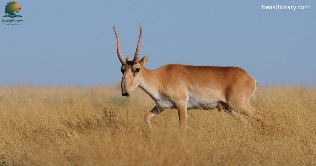 Animals with Trunks- saiga antelope