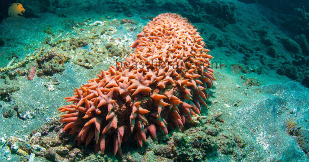 sea cucumber- Animals With Lowest IQ