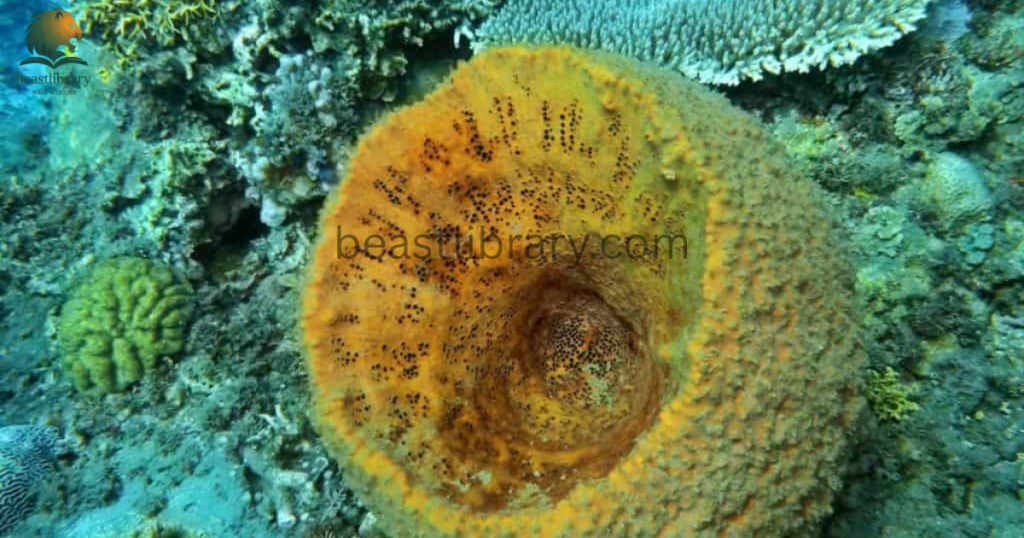 sea sponges- Animals With Lowest IQ