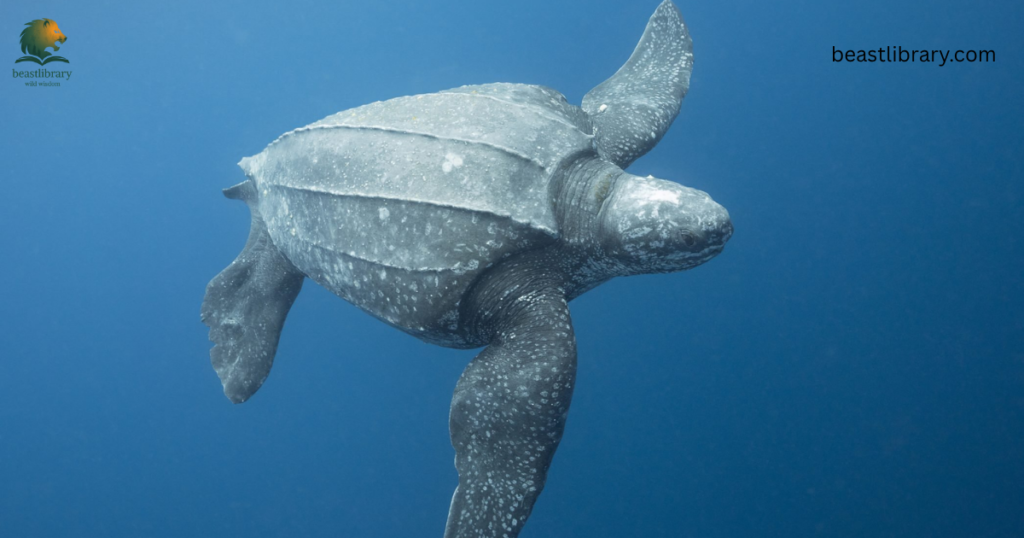 sea turtle- Animals With Flippers