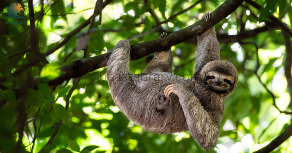sloths- Animals With Lowest IQ