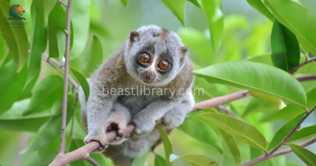 Grumpy Animals in The World- slow loris