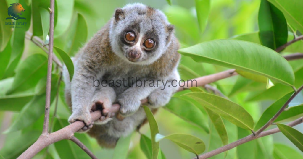 slow loris- Animals With Lowest IQ