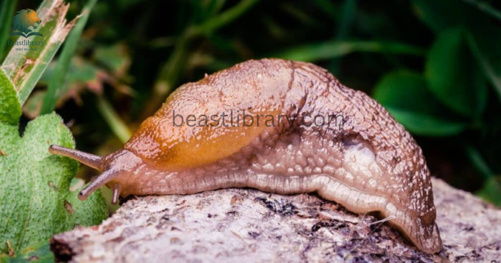 slugs- Animals With Lowest IQ