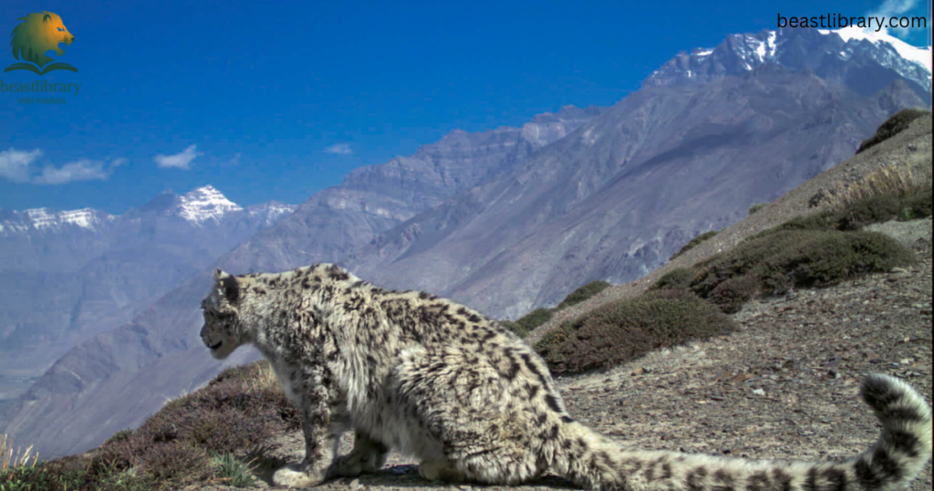 Snow leopard-Animals with ling tail