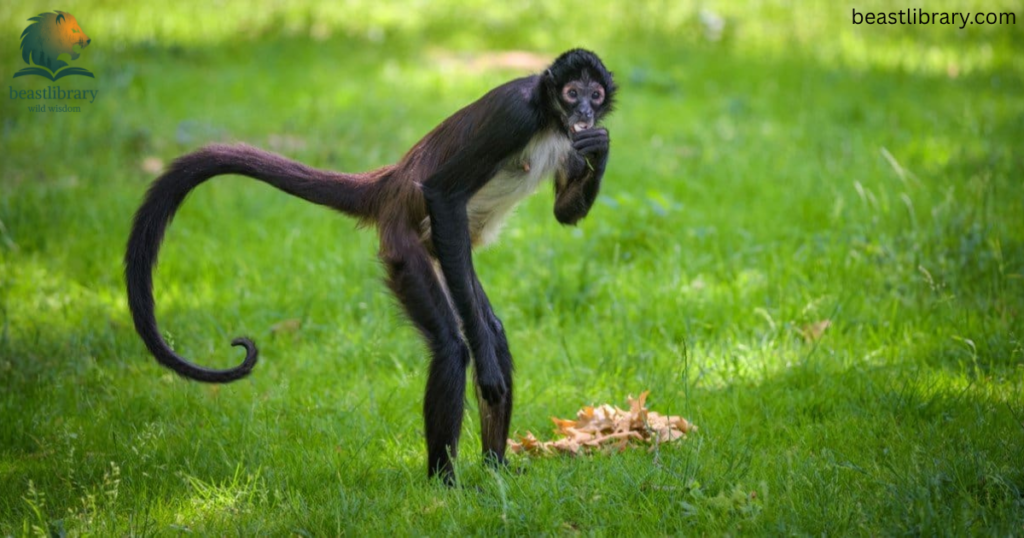 Spider monkey