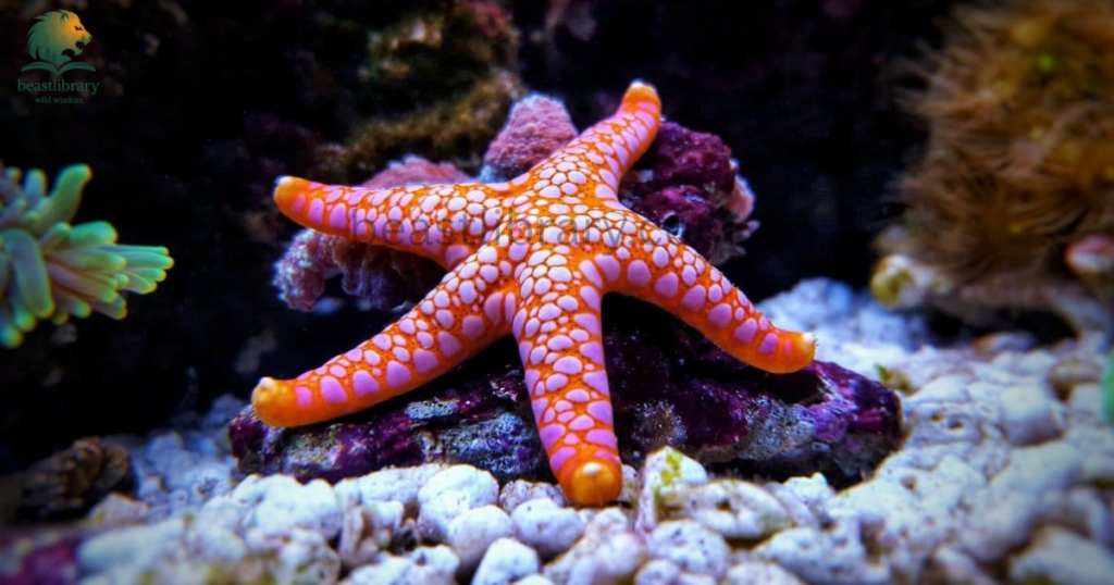starfish- Animals With Lowest IQ