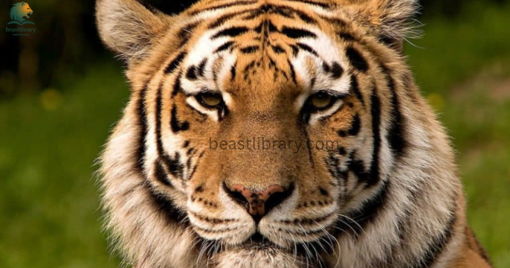 Animals That Eat Monkeys -tiger