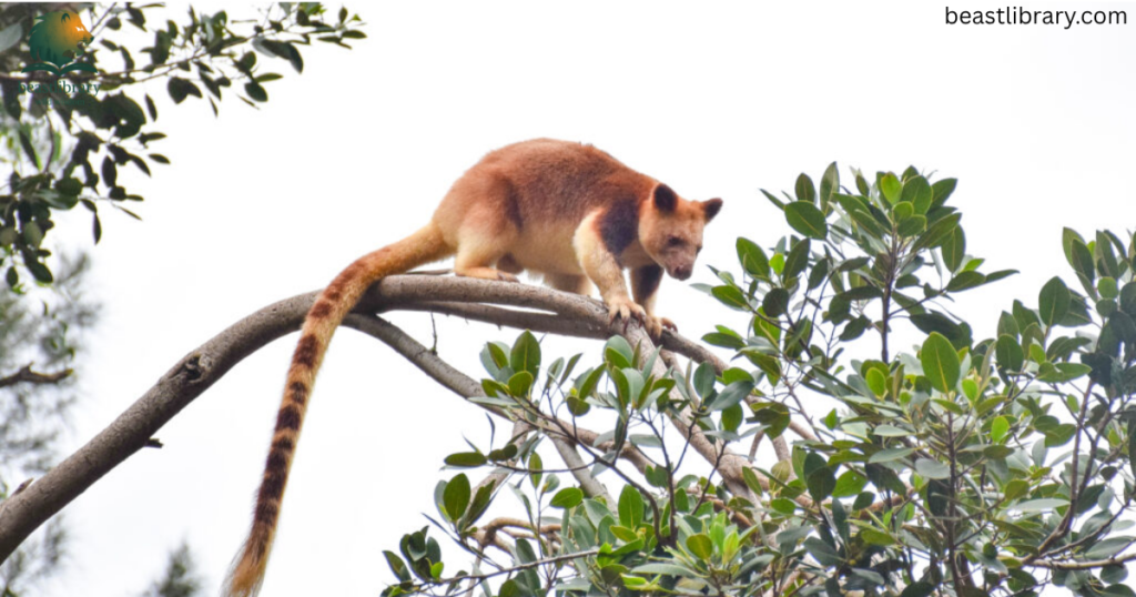 tree kangaroo with long tail