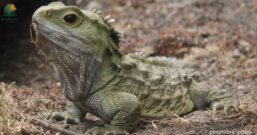 tuataras with scales
