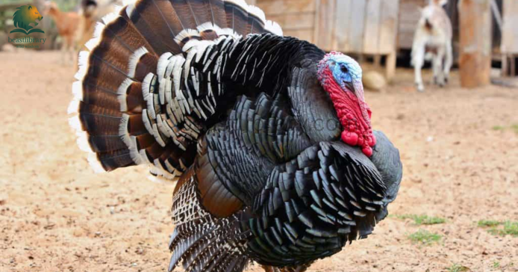 turkeys- Animals With Lowest IQ